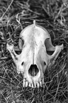 View on a fox skull on a field Stock Photos