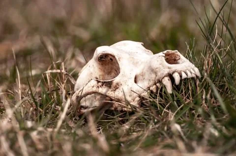View on a fox skull on a field Stock Photos
