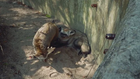 View of foxen on sand in territory of Khao Kheow Open Zoo Stock-Footage 89775161