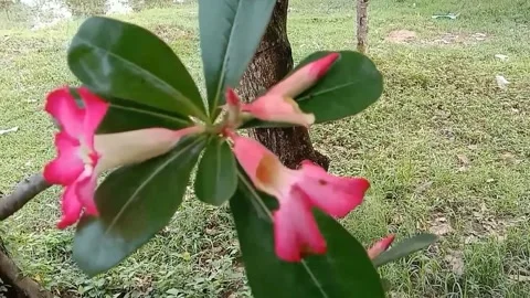 The view in the frangipani flower pots Stock Footage 237002760