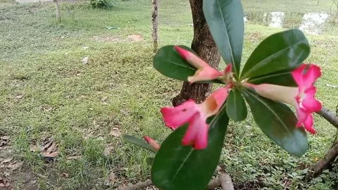 The view in the frangipani flower pots Video stock 237004477