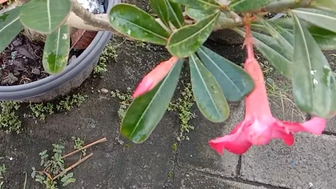 The view in the frangipani flower pots Stock Footage 237054430