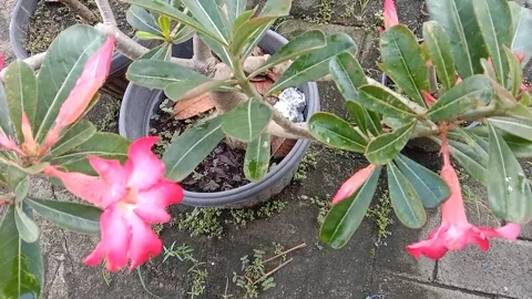 The view in the frangipani flower pots Stock Footage 237054431
