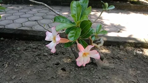 View of frangipani flowers Stock Footage 235269350