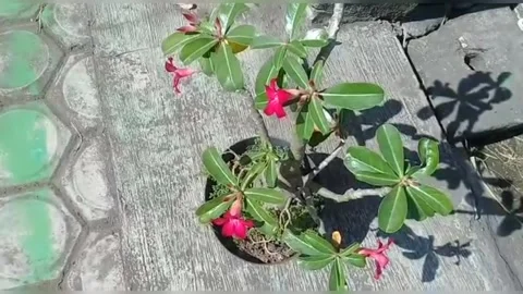View of frangipani flowers Stock Footage 235700628