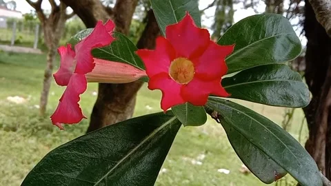 View of frangipani flowers Stock Footage 237453399