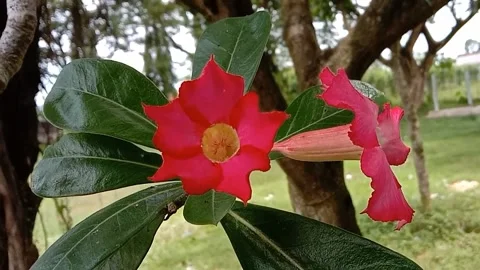 View of frangipani flowers Stock Footage 237453491