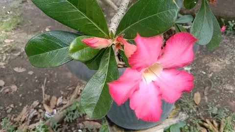 View of frangipani flowers Stock Footage 237453493