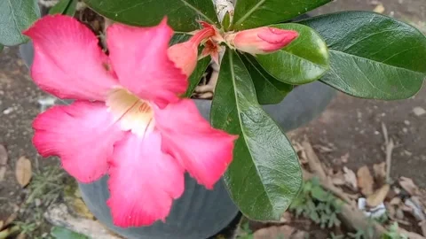 View of frangipani flowers Stock Footage 237453496