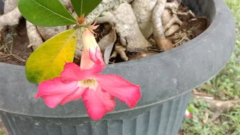 View of frangipani flowers Stock Footage 237453783