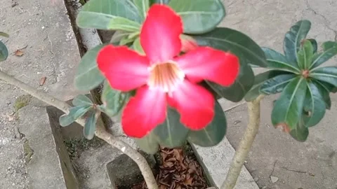 View of frangipani flowers Stock Footage 238796581