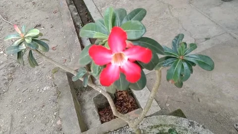 View of frangipani flowers Stock Footage 238796593