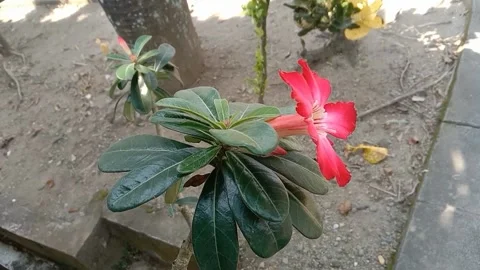 View of frangipani flowers Stock Footage 238796626