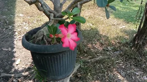 A view of frangipani flowers Stock Footage 238796637