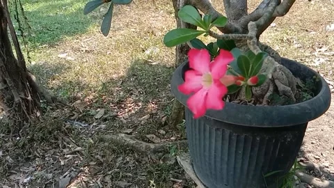 A view of frangipani flowers Stock Footage 238796641