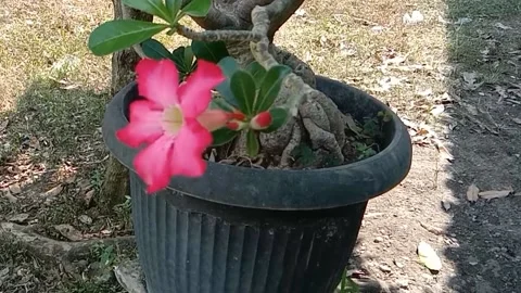 A view of frangipani flowers Stock Footage 238796650