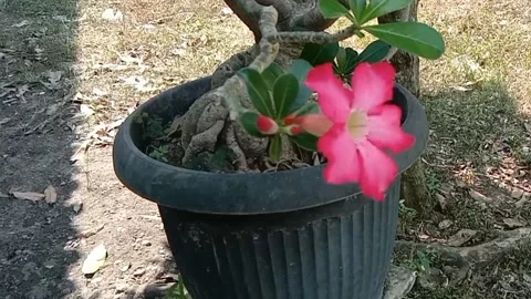 A view of frangipani flowers Stock Footage 238796651