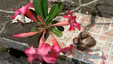 View Of Frangipani Flowers Stock Video Pond5