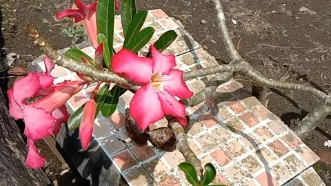 View of frangipani flowers Stock Footage 240067458