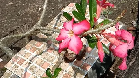 View of frangipani flowers Stock Footage 240068422