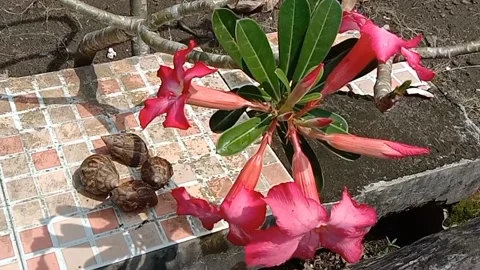 View of frangipani flowers Stock Footage 240068448