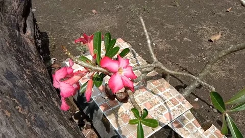 View of frangipani flowers Stock Footage 240068890