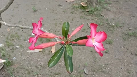 View of frangipani flowers Stock Footage 243745499