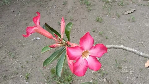 View of frangipani flowers Stock Footage 243745729