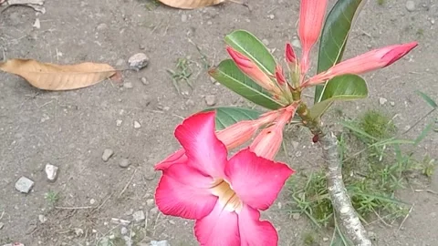 View of frangipani flowers Stock Footage 243745731