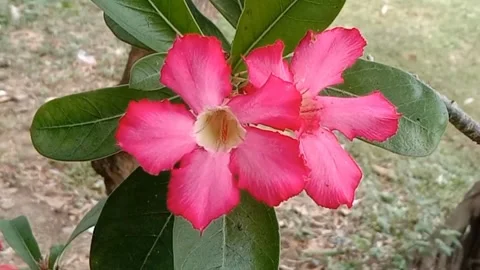 View of frangipani flowers Stock Footage 244696669