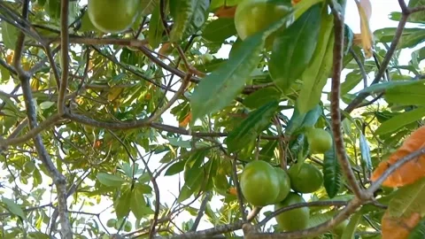 The view of fresh bisbul fruit hanging from the branches. Stock Footage 340342166