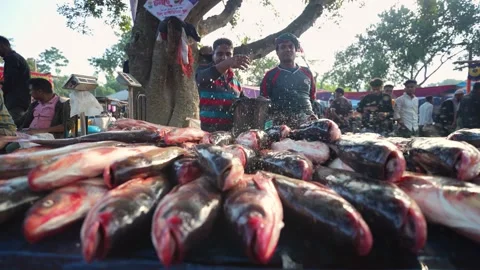 View of fresh fish displayed at a local market in Bogura, Bangladesh. Video stock 335011280