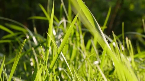 View Of Fresh Green Grass In Park Under The Wind Stock Footage 79664848