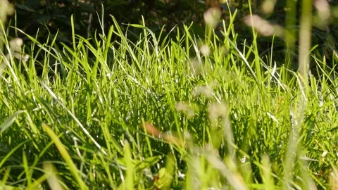 View Of Fresh Green Grass In Park Under The Wind Stock Footage
