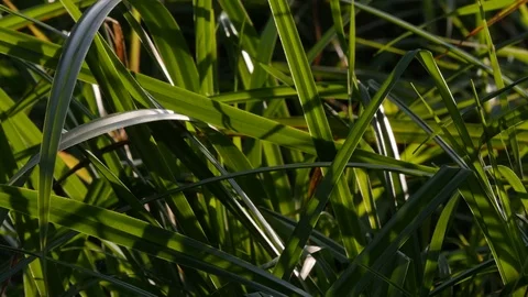 View Of Fresh Green Grass In Park Under The Wind Stock Footage