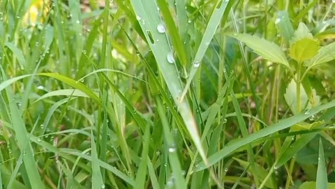 A view of fresh green grass with small water droplets reflecting light. Stock Footage 322961205