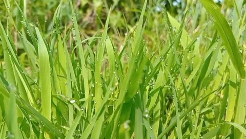 A view of fresh green grass with the tips of the leaves wet with dew. Stock Footage 322961187