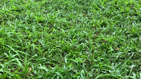 View of fresh green grass wetted by raindrops Stock Footage 304012893