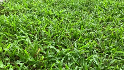 View of fresh green grass wetted by raindrops Stock Footage 304012936