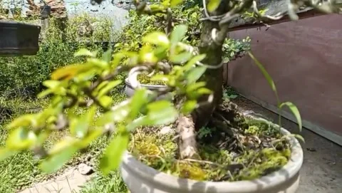 View of a fresh green leafed shaving tree growing in a pot marble. Stock Footage 328966838