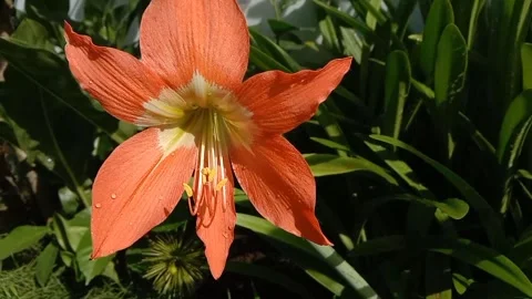 View of fresh looking orange amaryllis flowers Stock Footage 321386562