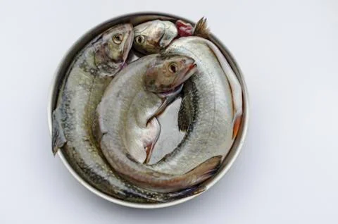 View of fresh raw small fish in the baking dish after cleaning Stock Photos