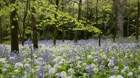 View of a fresh spring forest with blooming wild flowers Stock Footage 37558028