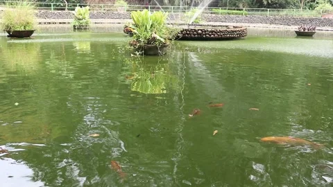 View of fresh water pond with fish and fountain Stock Footage 221827240