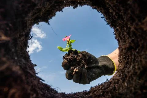 View from a freshly dug pit on a small flower seedling. Woman in gardening Stock Photos