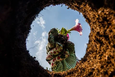 View from a freshly dug pit on a small flower seedling. Woman in gardening Stock Photos