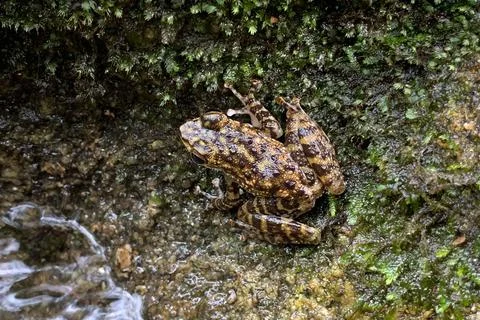 View of a frog at the forest Foto stock