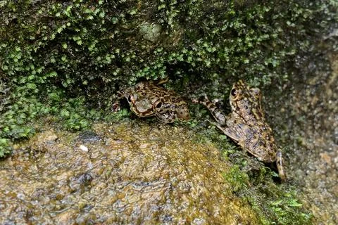 View of a frog at the forest Stock Photos