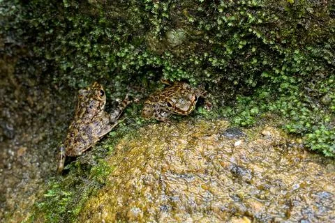 View of a frog at the forest Stock Photos