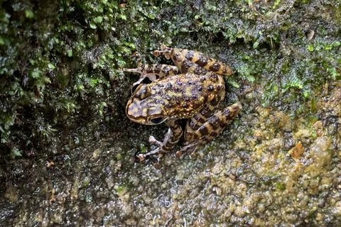 View of a frog at the forest Stock Photos